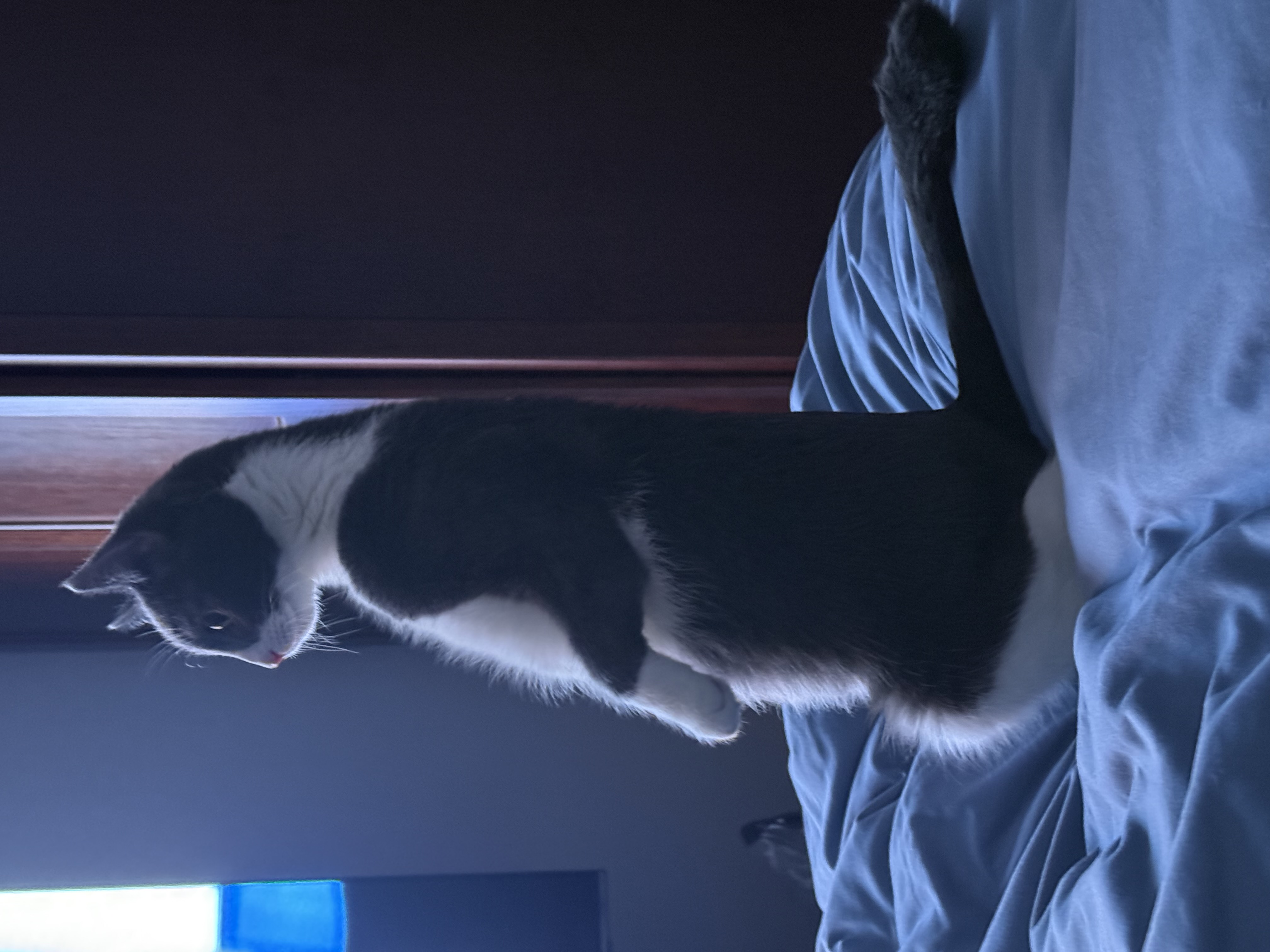 The Duchess on alert